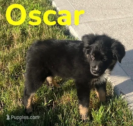 Oscar – Australian Shepherd puppy for sale in Rochester, NY