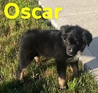 Oscar, a male Australian Shepherd for sale in Rochester, NY – 1 of 6