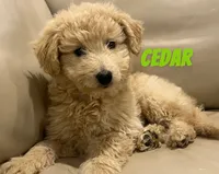 Cedar, a male Miniature Bernedoodle and Miniature Labradoodle for sale in Rochester, NY – 3 of 10