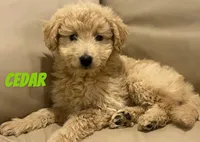 Cedar, a male Miniature Bernedoodle and Miniature Labradoodle for sale in Rochester, NY – 5 of 10