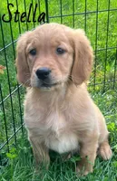Stella, a female Golden Retriever for sale in Rochester, NY – 5 of 8