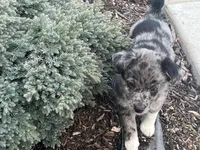 Maximus, a male Australian Shepherd and Golden Retriever for sale in Rochester, NY – Photo 3 of 6