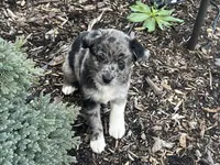 Maximus, a male Australian Shepherd and Golden Retriever for sale in Rochester, NY – Photo 6 of 6