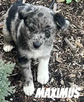 Maximus, a male Australian Shepherd and Golden Retriever for sale in Rochester, NY – Photo 2 of 6