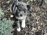 Maximus, a male Australian Shepherd and Golden Retriever for sale in Rochester, NY – Photo 4 of 6