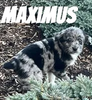 Maximus, a male Australian Shepherd and Golden Retriever for sale in Rochester, NY – Photo 1 of 6