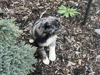 Maximus, a male Australian Shepherd and Golden Retriever for sale in Rochester, NY – Photo 5 of 6