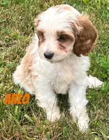 Arlo, a male Cavapoo for sale in Rochester, NY – 7 of 9
