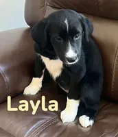 Layla, a female Australian Shepherd and Pomsky for sale in Rochester, NY – 1 of 9