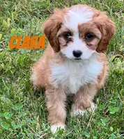 Clara, a female Cavapoo for sale in Rochester, NY – 4 of 6