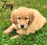 Zoey, a female Golden Retriever for sale in Rochester, NY – 6 of 8