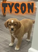 Tyson, a male Cavalier King Charles Spaniel for sale in Rochester, NY – 2 of 6
