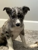 Nova , a female Miniature Australian Shepherd for sale in Rochester, NY – 8 of 8