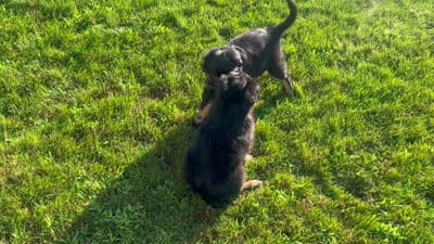 Misha, a female Australian Shepherd for sale in Rochester, NY – 7 of 7
