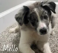 Mello, a male Australian Shepherd for sale in Rochester, NY – 2 of 4