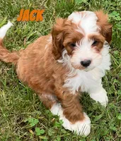 Jack , a male Cavapoo for sale in Rochester, NY – 1 of 10