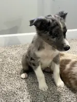 Nova , a female Miniature Australian Shepherd for sale in Rochester, NY – 3 of 8