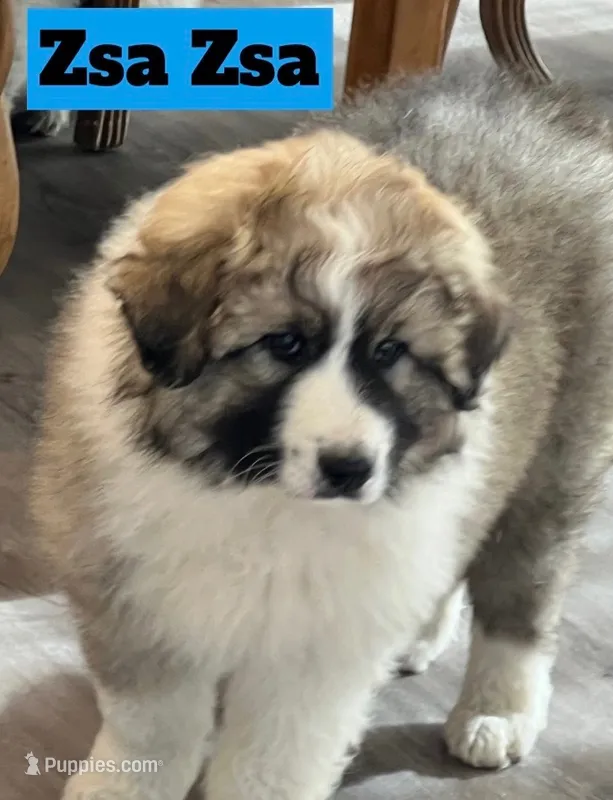 Zsa Zsa – Great Pyrenees puppy for sale in Rochester, NY