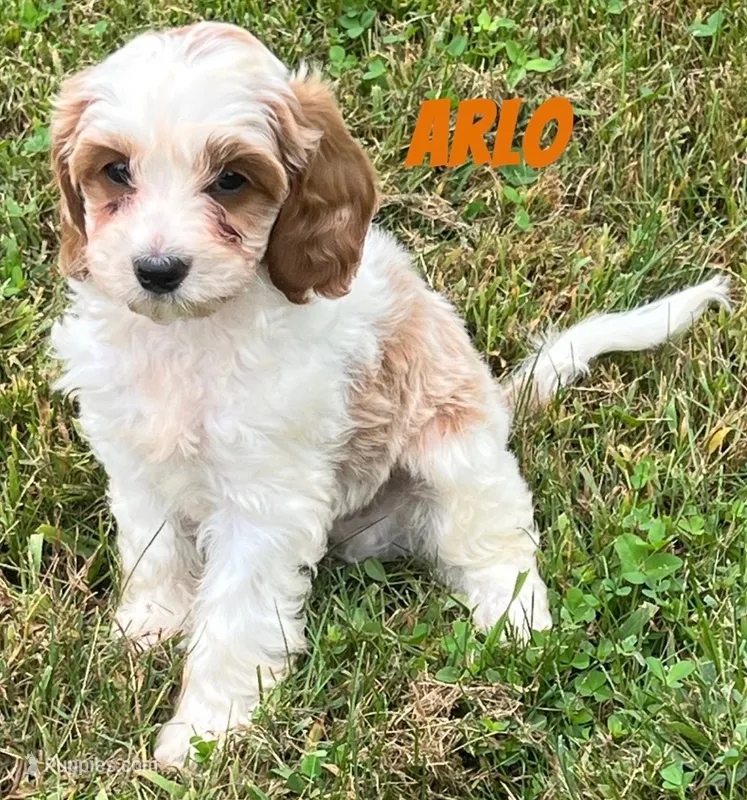 Arlo – Cavapoo puppy for sale in Rochester, NY