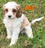 Arlo, a male Cavapoo for sale in Rochester, NY – 1 of 9