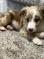 Nutmeg, a female Miniature Australian Shepherd for sale in Rochester, NY – 6 of 6