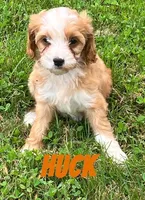 Huck, a male Cavapoo for sale in Rochester, NY – 2 of 7