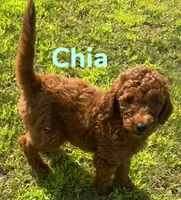 Chia, a female Miniature Goldendoodle for sale in Rochester, NY – 2 of 10
