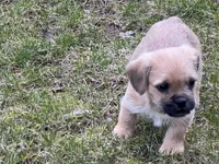 Bobo, a male French Bulldog and Pug for sale in Rochester, NY – Photo 7 of 9