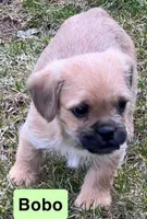 Bobo, a male French Bulldog and Pug for sale in Rochester, NY – Photo 3 of 9