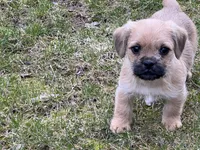 Bobo, a male French Bulldog and Pug for sale in Rochester, NY – Photo 8 of 9