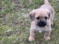 Bobo, a male French Bulldog and Pug for sale in Rochester, NY – Photo 9 of 9