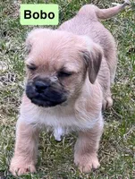 Bobo, a male French Bulldog and Pug for sale in Rochester, NY – Photo 4 of 9