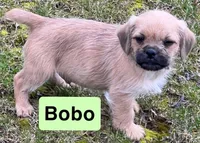 Bobo, a male French Bulldog and Pug for sale in Rochester, NY – Photo 2 of 9