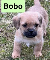 Bobo, a male French Bulldog and Pug for sale in Rochester, NY – Photo 5 of 9