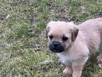 Bobo, a male French Bulldog and Pug for sale in Rochester, NY – Photo 6 of 9