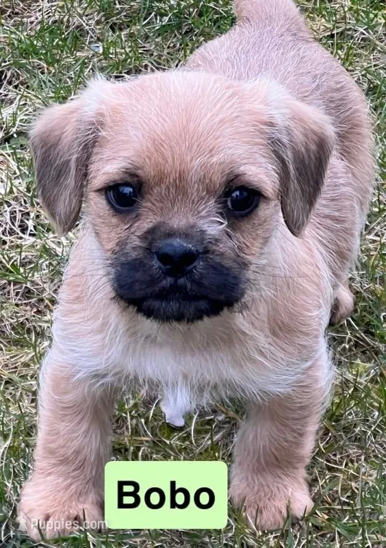 Bobo – French Bulldog, Pug puppy for sale in Rochester, NY