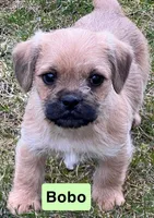 Bobo, a male French Bulldog and Pug for sale in Rochester, NY – Photo 1 of 9