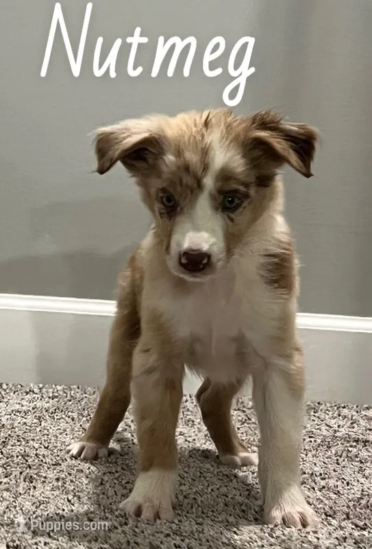 Nutmeg – Australian Shepherd puppy for sale in Rochester, NY
