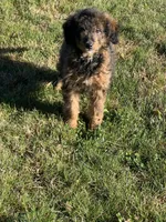 Mila, a female Miniature Bernedoodle for sale in Rochester, NY – 4 of 8