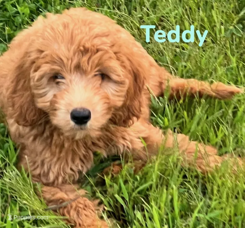 Teddy – Miniature Goldendoodle puppy for sale in Rochester, NY