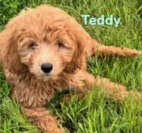 Teddy, a male Miniature Goldendoodle for sale in Rochester, NY – 1 of 10