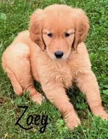 Zoey, a female Golden Retriever for sale in Rochester, NY – 3 of 8
