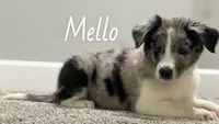 Mello, a male Australian Shepherd for sale in Rochester, NY – 1 of 4