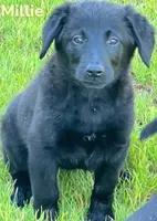 Millie, a female Golden Retriever and Labrador Retriever for sale in Rochester, NY – 3 of 9