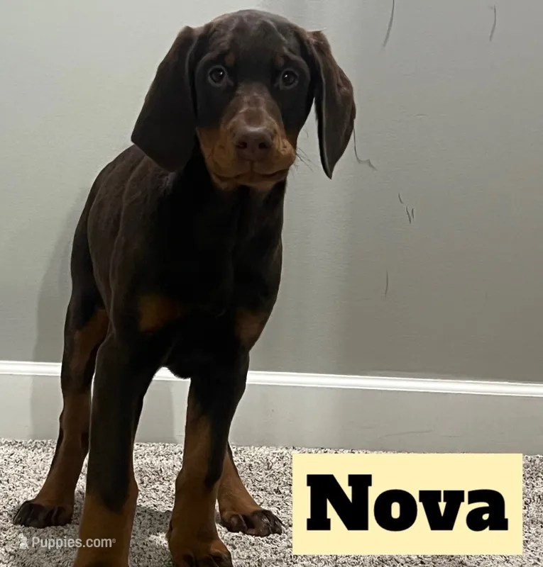 Nova