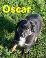 Oscar, a male Australian Shepherd for sale in Rochester, NY – 5 of 6