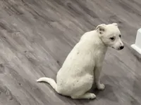 Ellie, a female Border Collie and Labrador Retriever for sale in Rochester, NY – Photo 5 of 8