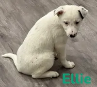 Ellie, a female Border Collie and Labrador Retriever for sale in Rochester, NY – Photo 1 of 8