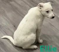 Ellie, a female Border Collie and Labrador Retriever for sale in Rochester, NY – Photo 2 of 8