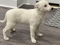 Ellie, a female Border Collie and Labrador Retriever for sale in Rochester, NY – Photo 6 of 8